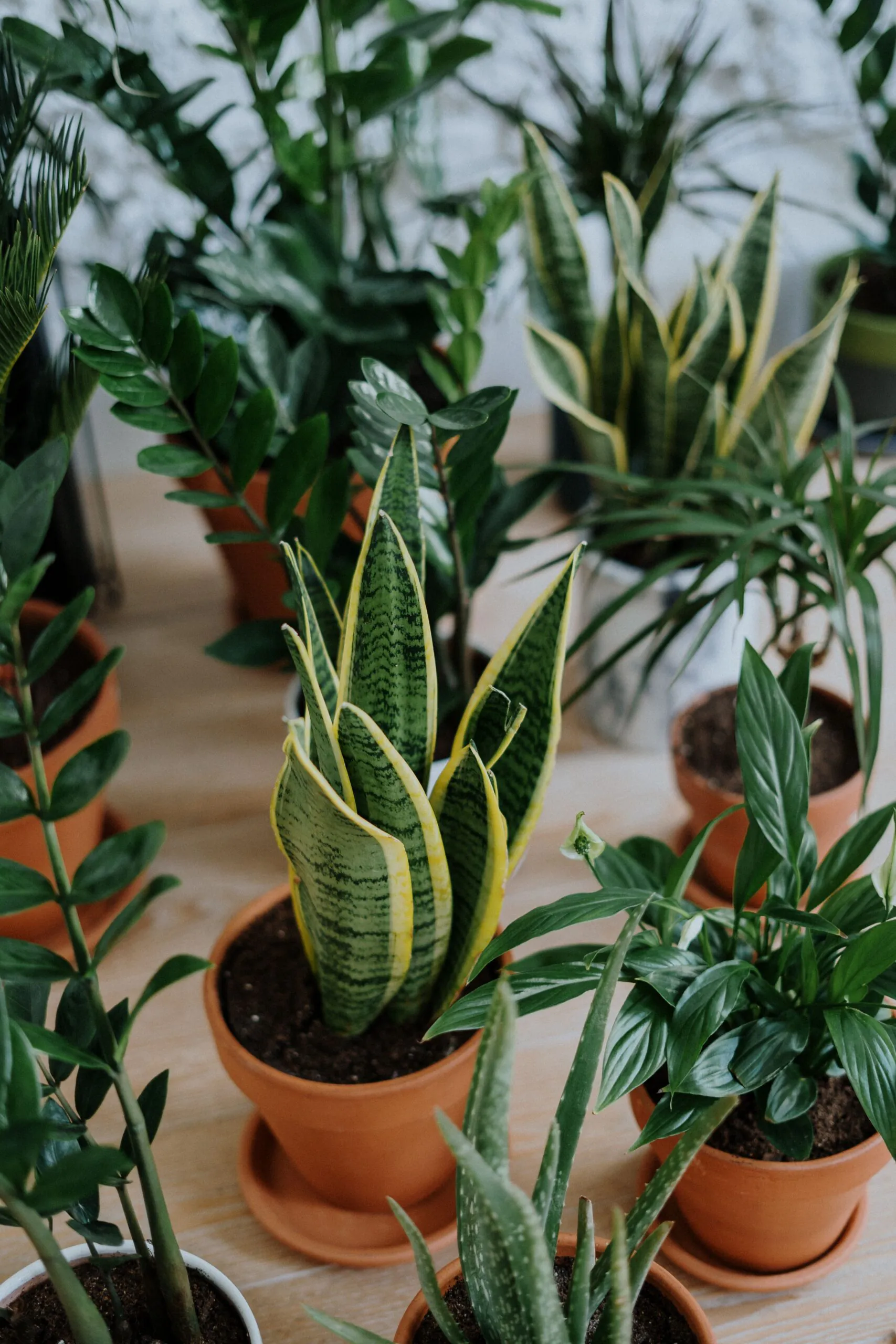 Bingo & Botanicals with iLiftPlants